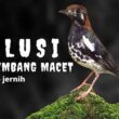 Atasi Anis Kembang Macet Bunyi, Tips Ampuh!