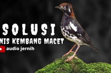 Atasi Anis Kembang Macet Bunyi, Tips Ampuh!