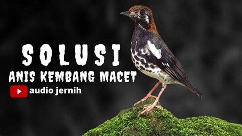 Atasi Anis Kembang Macet Bunyi, Tips Ampuh!