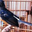 Tips Perawatan Burung Mabung Kicau Mania
