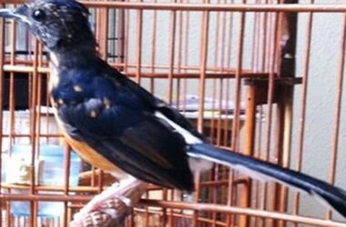 Tips Perawatan Burung Mabung Kicau Mania