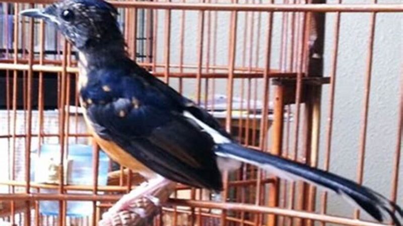 Tips Perawatan Burung Mabung Kicau Mania