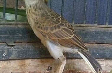Perawatan Burung Branjangan Mabung, Tips Kicau Mania