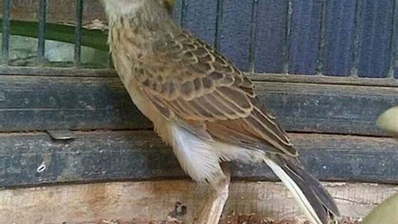 Perawatan Burung Branjangan Mabung, Tips Kicau Mania