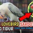 Rahasia Lovebird Tidur Menghadap Sayap, Penjelasan Lengkap