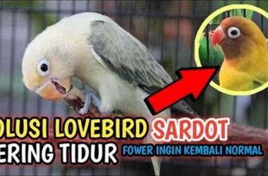 Rahasia Lovebird Tidur Menghadap Sayap, Penjelasan Lengkap
