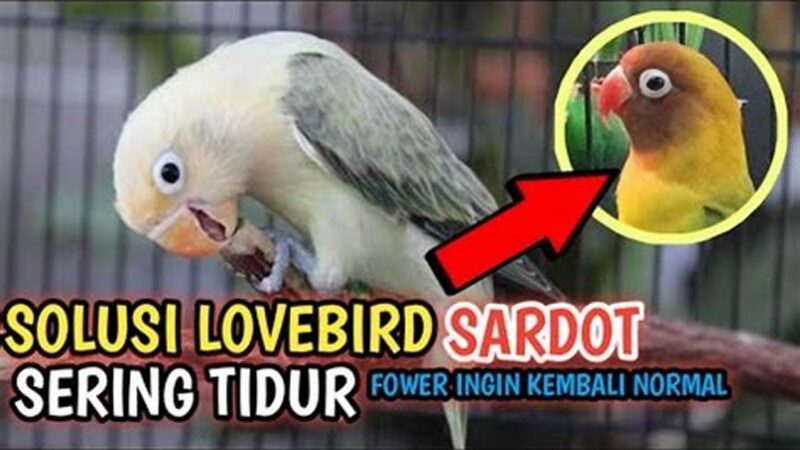 Rahasia Lovebird Tidur Menghadap Sayap, Penjelasan Lengkap