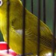 Tips Perawatan Burung Kicau Mania
