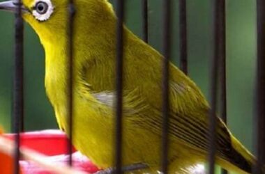 Tips Perawatan Burung Kicau Mania