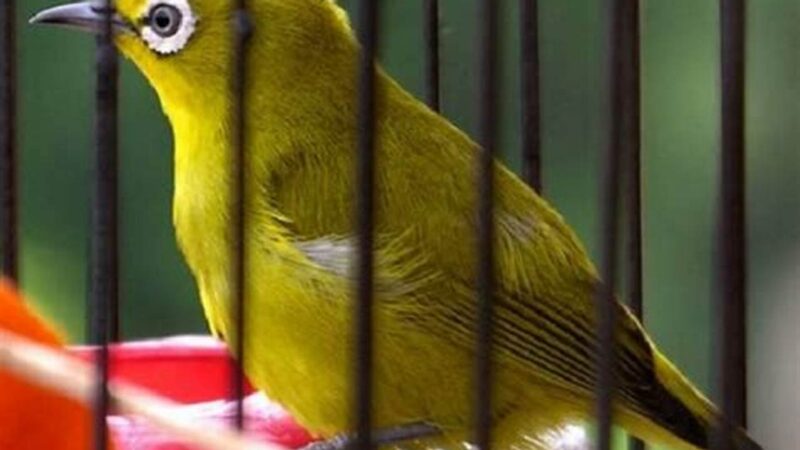 Tips Perawatan Burung Kicau Mania