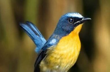 Atasi Burung Tledekan Macet Bunyi, Tips Ampuh