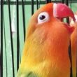 Rahasia Lovebird Konslet Ngekek Terus, Panduan Lengkap