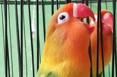 Rahasia Lovebird Konslet Ngekek Terus, Panduan Lengkap