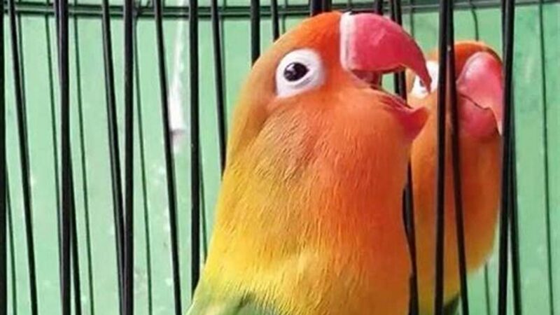 Rahasia Lovebird Konslet Ngekek Terus, Panduan Lengkap