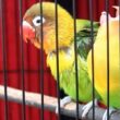 Lovebird Ngekek Sambil Mangap? Solusi Ampuh!