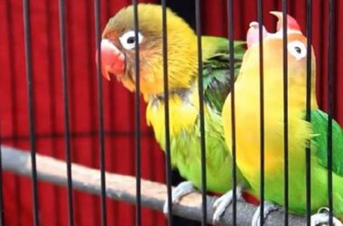 Lovebird Ngekek Sambil Mangap? Solusi Ampuh!