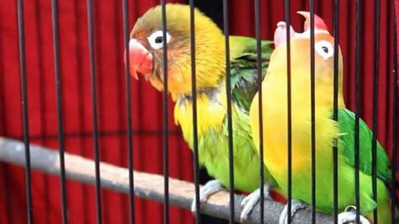 Lovebird Ngekek Sambil Mangap? Solusi Ampuh!