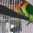 Jebol Birahi Lovebird, Tips Ampuh Kicau Mania