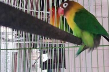 Jebol Birahi Lovebird, Tips Ampuh Kicau Mania
