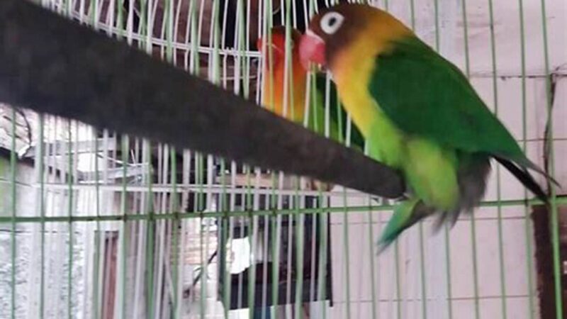 Jebol Birahi Lovebird, Tips Ampuh Kicau Mania