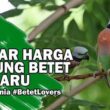 Daftar Harga Burung Betet Terbaru 2025