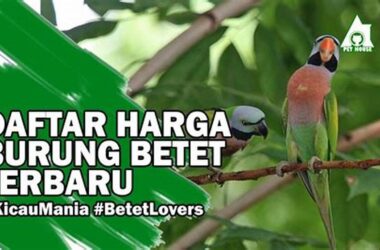 Daftar Harga Burung Betet Terbaru 2025