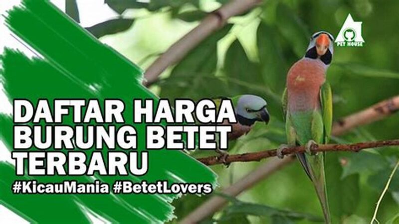 Daftar Harga Burung Betet Terbaru 2025