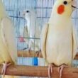 Daftar Harga Burung Parkit Terbaru 2025