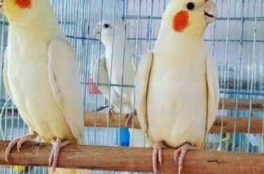 Daftar Harga Burung Parkit Terbaru 2025