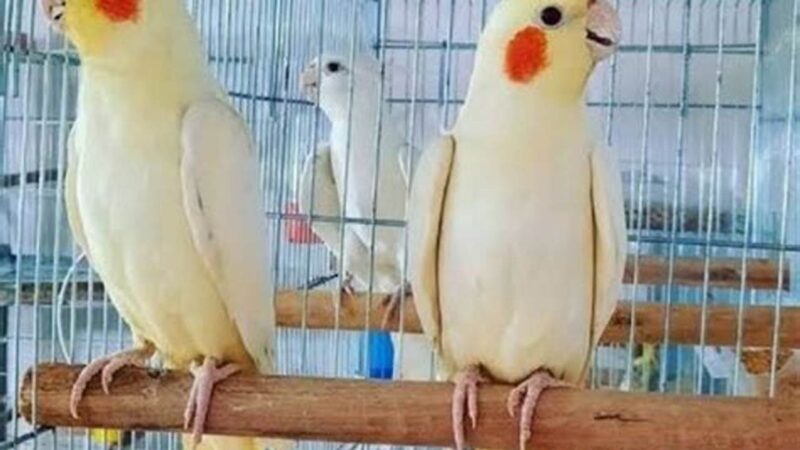 Daftar Harga Burung Parkit Terbaru 2025