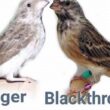 Bedanya Burung Sanger vs Blackthroat, Ciri & Suara