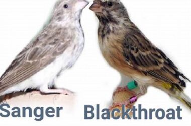 Bedanya Burung Sanger vs Blackthroat, Ciri & Suara