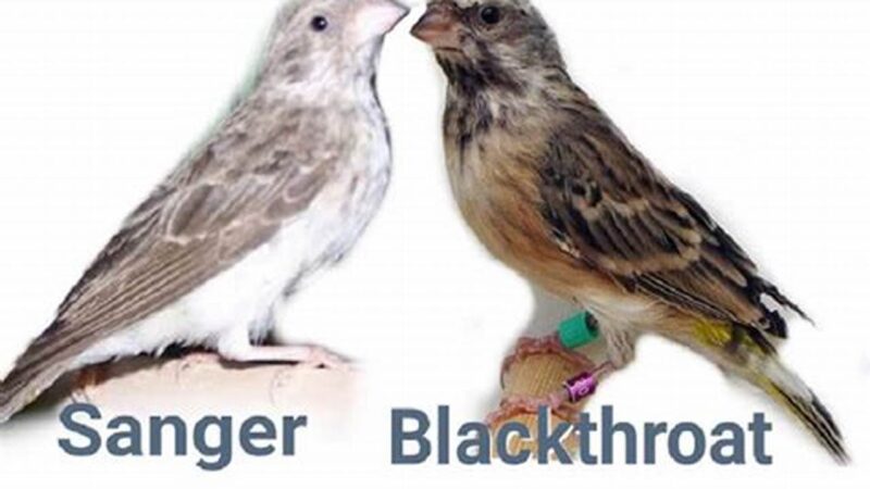 Bedanya Burung Sanger vs Blackthroat, Ciri & Suara