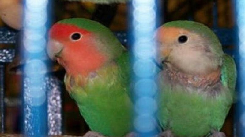 Tips Jitu Merawat Lovebird Mabung Agar Cepat Selesai