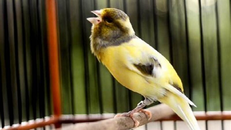 Tips Jitu Menstabilkan Emosi & Birahi Kenari Lomba